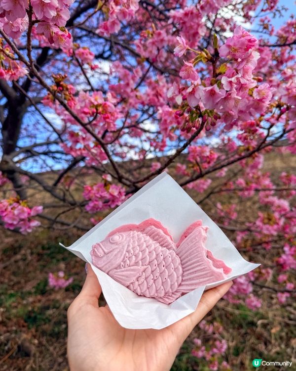 2月的河津櫻！櫻花祭 + 沿河散步