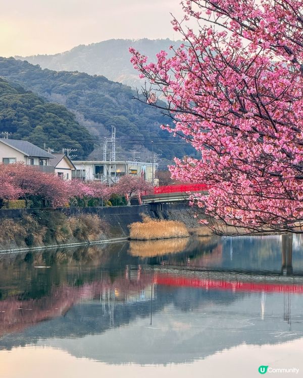2月的河津櫻！櫻花祭 + 沿河散步