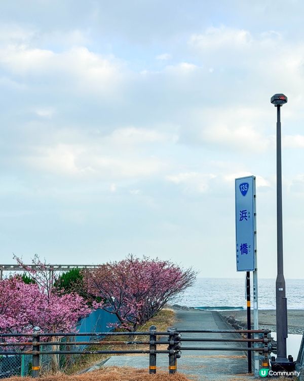 2月的河津櫻！櫻花祭 + 沿河散步