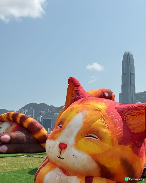 夢遊貓境快閃 ，西九家Fun藝術節互動裝置