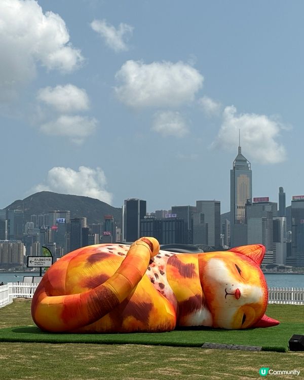 夢遊貓境快閃 ，西九家Fun藝術節互動裝置