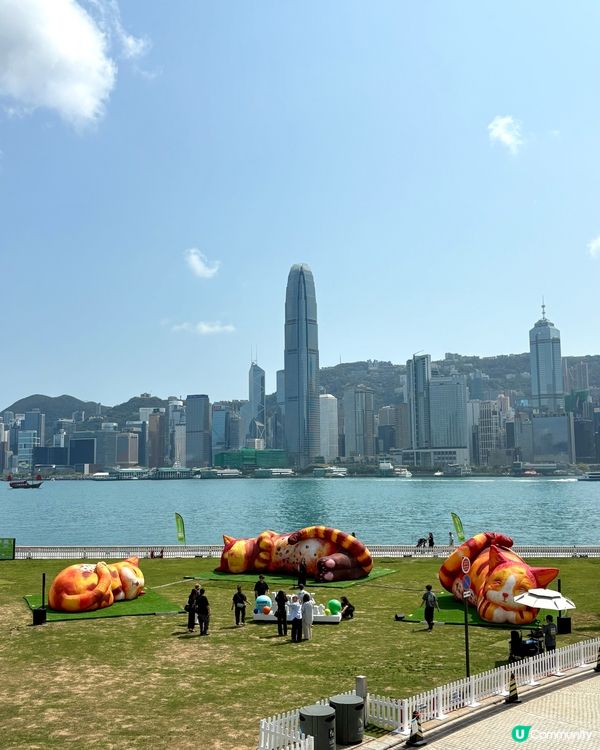 夢遊貓境快閃 ，西九家Fun藝術節互動裝置