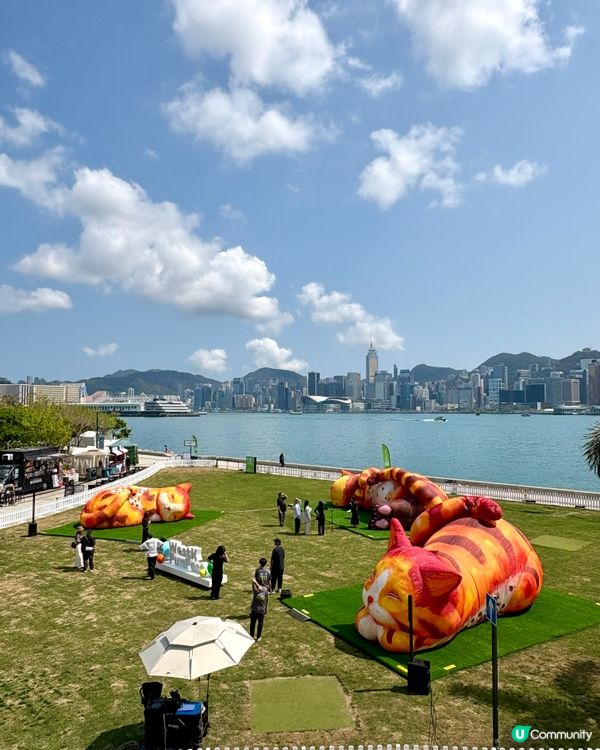 夢遊貓境快閃 ，西九家Fun藝術節互動裝置