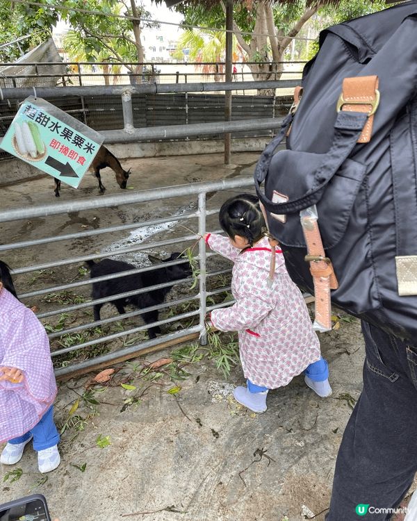 今次想介紹錦田鄉村俱樂部，是次活動由學校帶我哋去玩，可以BB...
