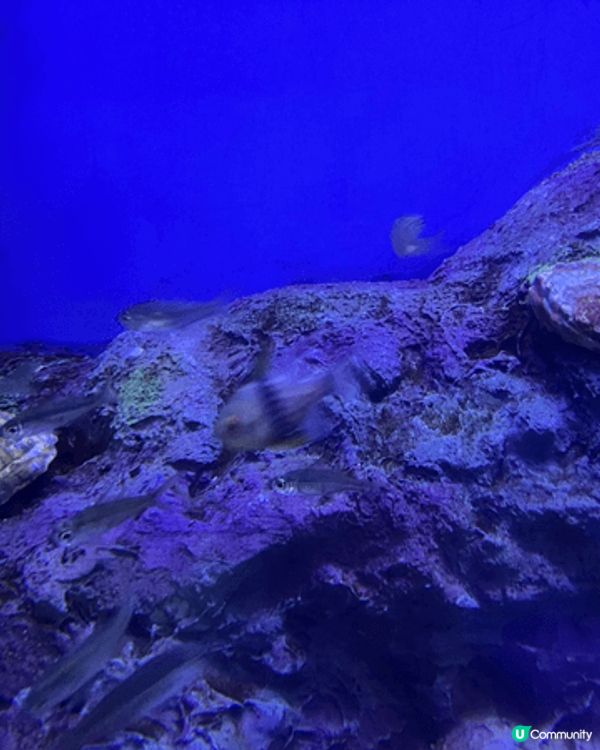 這裏全部都是海洋公園相