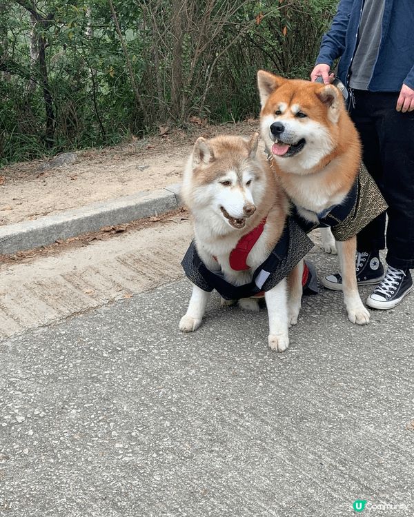 在大棠觀賞「紅葉」美景，遊人帶埋寵物同遊，增添與寵物共融氣氛...