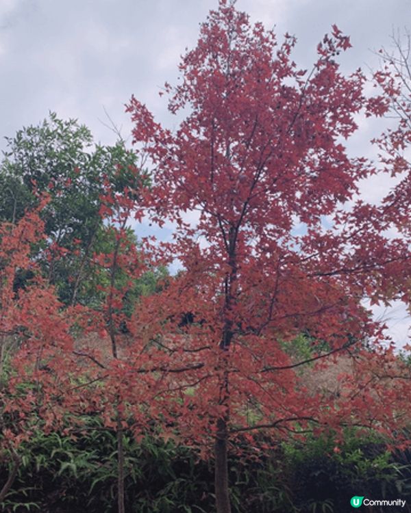 在大棠觀賞「紅葉」美景，遊人帶埋寵物同遊，增添與寵物共融氣氛...