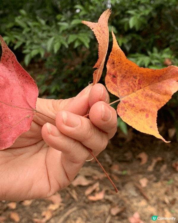 在大棠觀賞「紅葉」美景，遊人帶埋寵物同遊，增添與寵物共融氣氛...