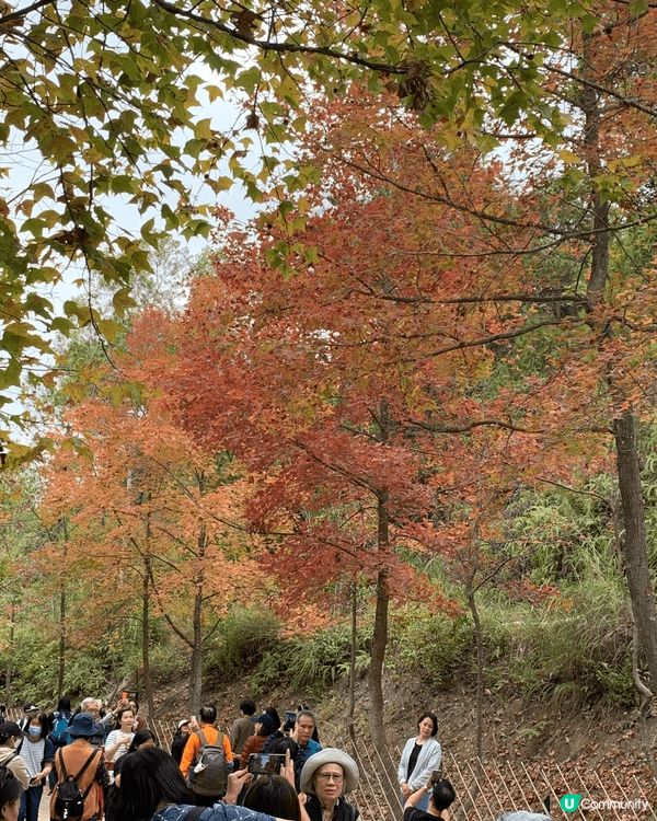 在大棠觀賞「紅葉」美景，遊人帶埋寵物同遊，增添與寵物共融氣氛...