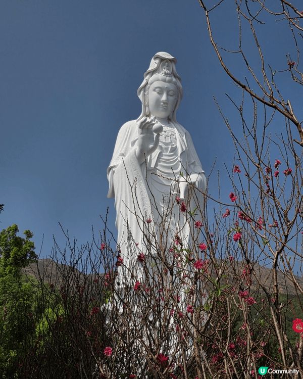 大埔慈山寺於春節期間舉辦十願活動及開放桃花徑予遊客參觀。鑑於...