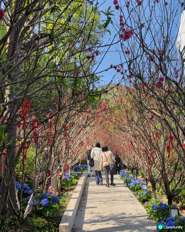 大埔慈山寺於春節期間舉辦十願活動及開放桃花徑予遊客參觀。鑑於...