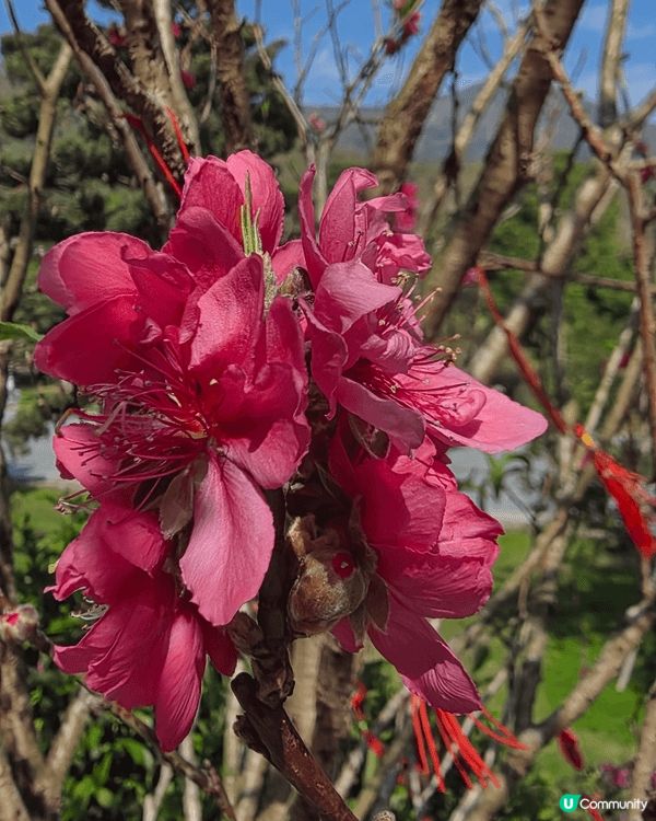 大埔慈山寺於春節期間舉辦十願活動及開放桃花徑予遊客參觀。鑑於...