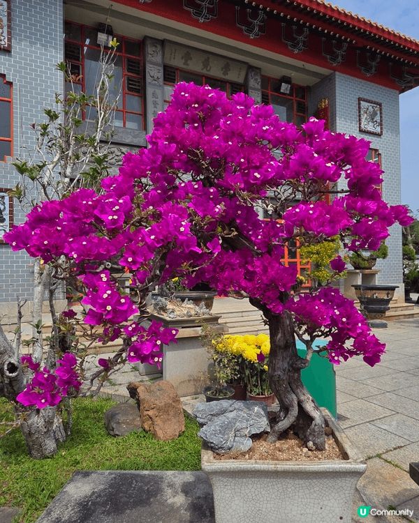 大埔慈山寺於春節期間舉辦十願活動及開放桃花徑予遊客參觀。鑑於...