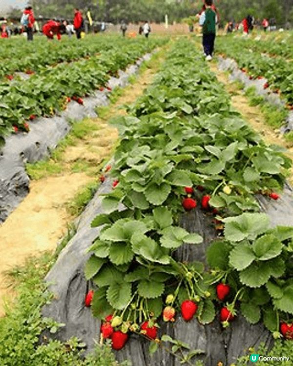 位於錦田水頭村的錦田鄉村俱樂部佔地100萬平方尺，親親大自然...