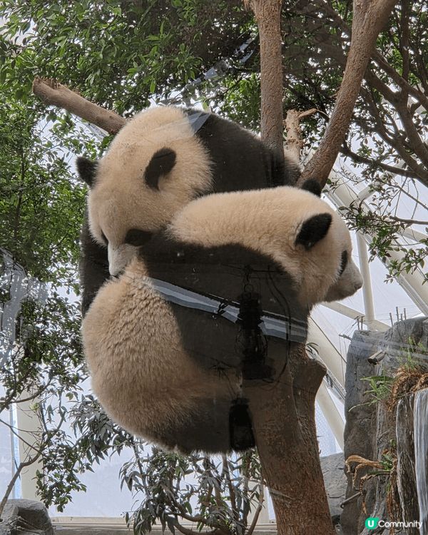 海洋公園最好玩 可以睇3母子熊貓爭野食 打下交 孖胎間中fd...