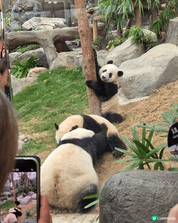 海洋公園最好玩 可以睇3母子熊貓爭野食 打下交 孖胎間中fd...
