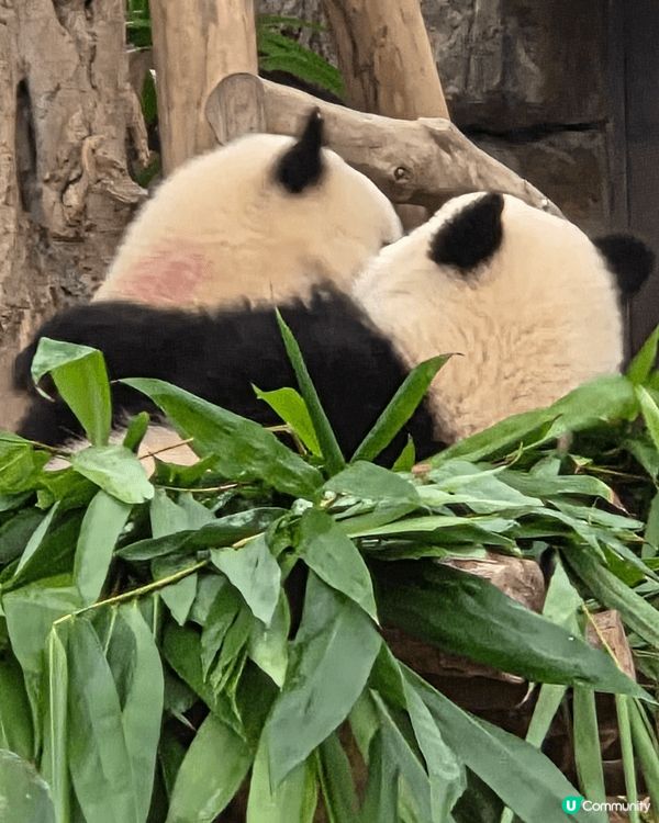 海洋公園最好玩 可以睇3母子熊貓爭野食 打下交 孖胎間中fd...