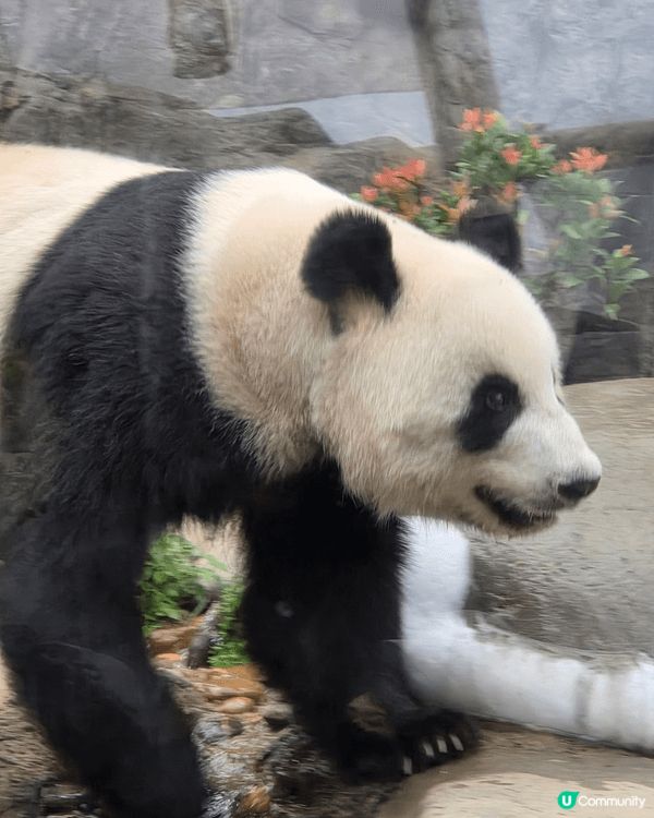 海洋公園最好玩 可以睇3母子熊貓爭野食 打下交 孖胎間中fd...