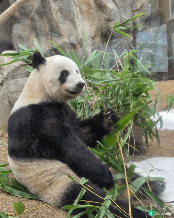 海洋公園最好玩 可以睇3母子熊貓爭野食 打下交 孖胎間中fd...