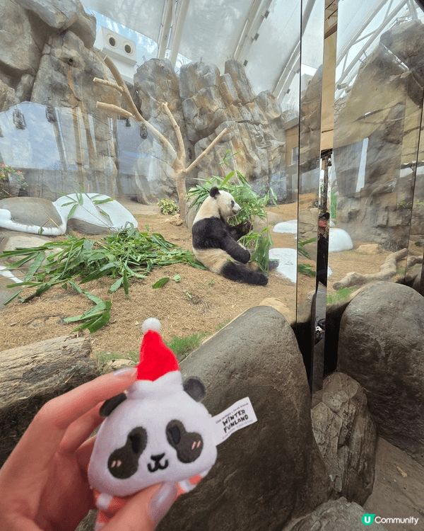 海洋公園最好玩 可以睇3母子熊貓爭野食 打下交 孖胎間中fd...