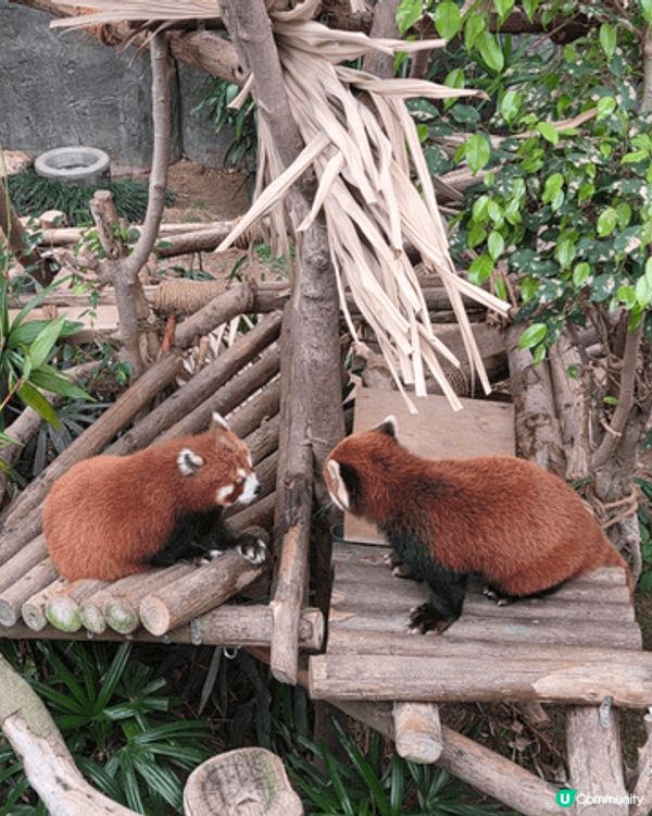 海洋公園最好玩 可以睇3母子熊貓爭野食 打下交 孖胎間中fd...