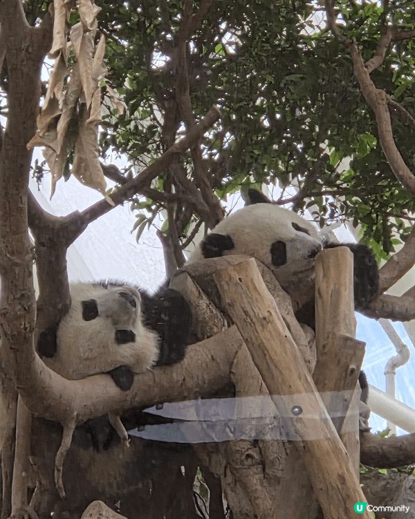 海洋公園最好玩 可以睇3母子熊貓爭野食 打下交 孖胎間中fd...