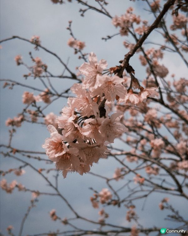 香港賞櫻好去處｜石門安景街公園，櫻花飄落如詩如畫，春日氛感滿...
