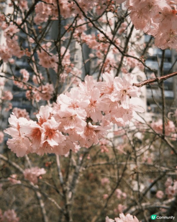 香港賞櫻好去處｜石門安景街公園，櫻花飄落如詩如畫，春日氛感滿...