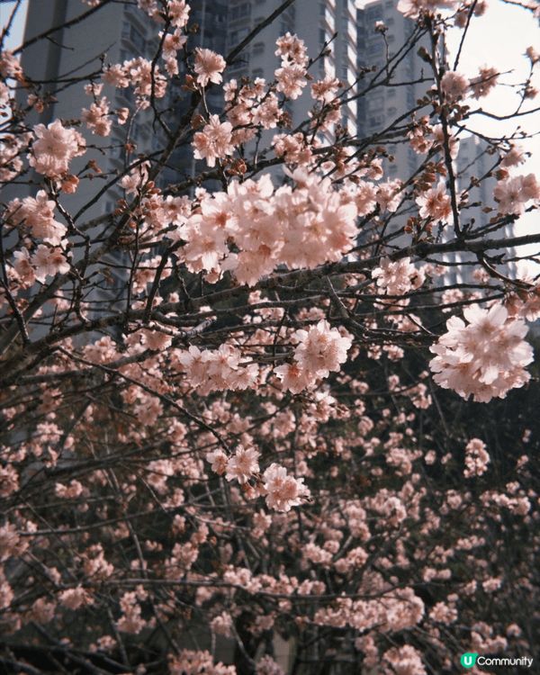 香港賞櫻好去處｜石門安景街公園，櫻花飄落如詩如畫，春日氛感滿...