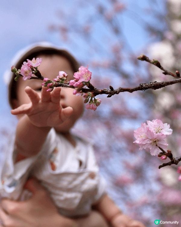 香港賞櫻好去處｜石門安景街公園，櫻花飄落如詩如畫，春日氛感滿...