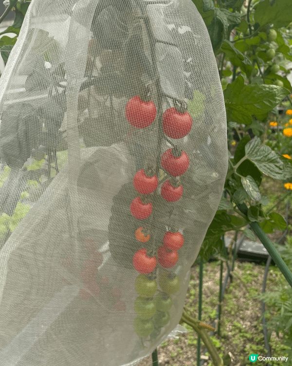 呢個係位於葵芳新都會商場，入面有一個小小嘅花圃，中咗好多唔同...