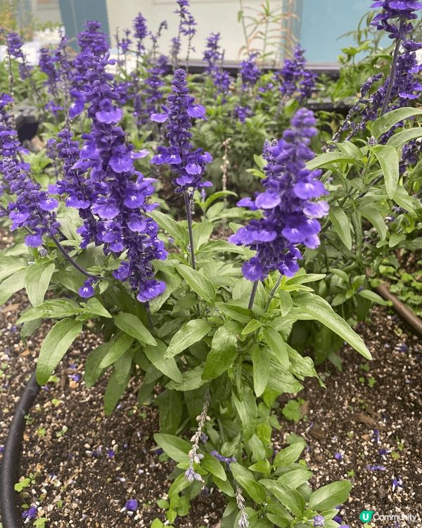 呢個係位於葵芳新都會商場，入面有一個小小嘅花圃，中咗好多唔同...