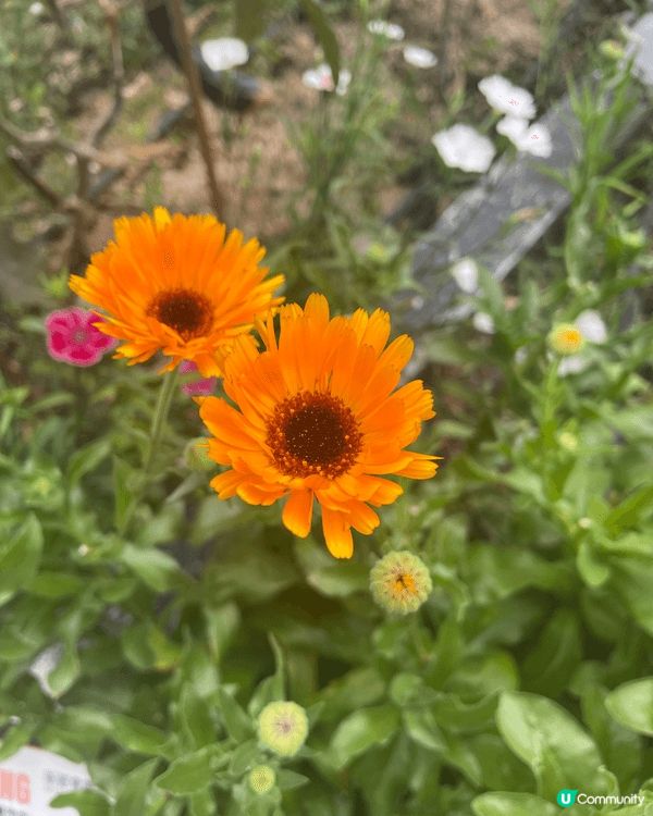 呢個係位於葵芳新都會商場，入面有一個小小嘅花圃，中咗好多唔同...