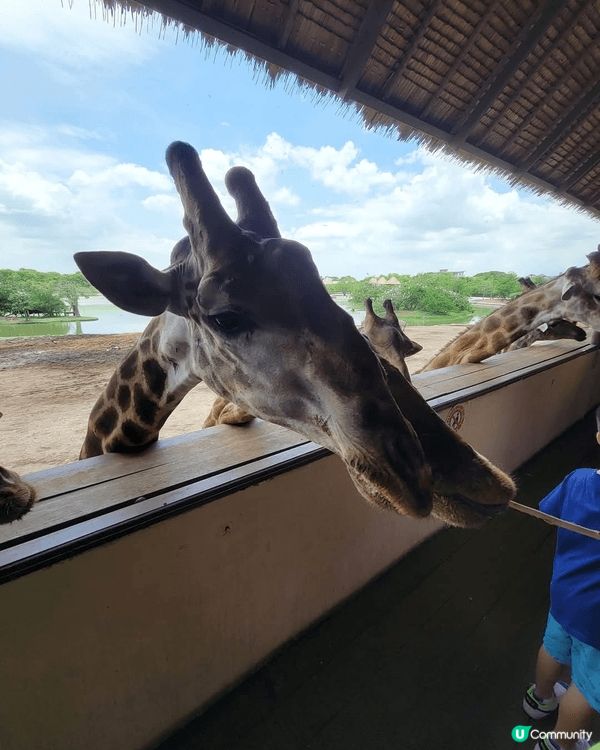 深圳野生動物園位於南山區西麗湖畔，有300多種近萬隻珍稀動物...