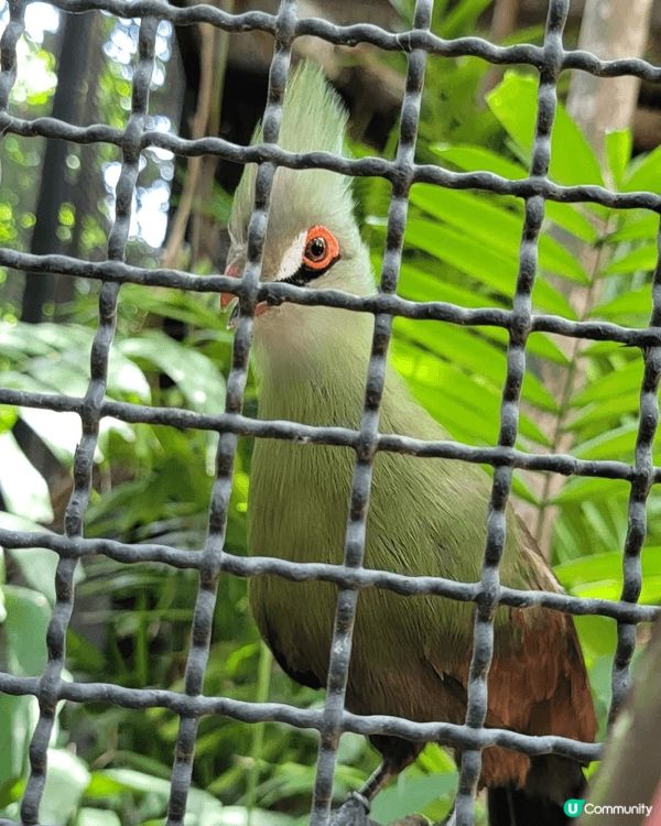 深圳野生動物園位於南山區西麗湖畔，有300多種近萬隻珍稀動物...