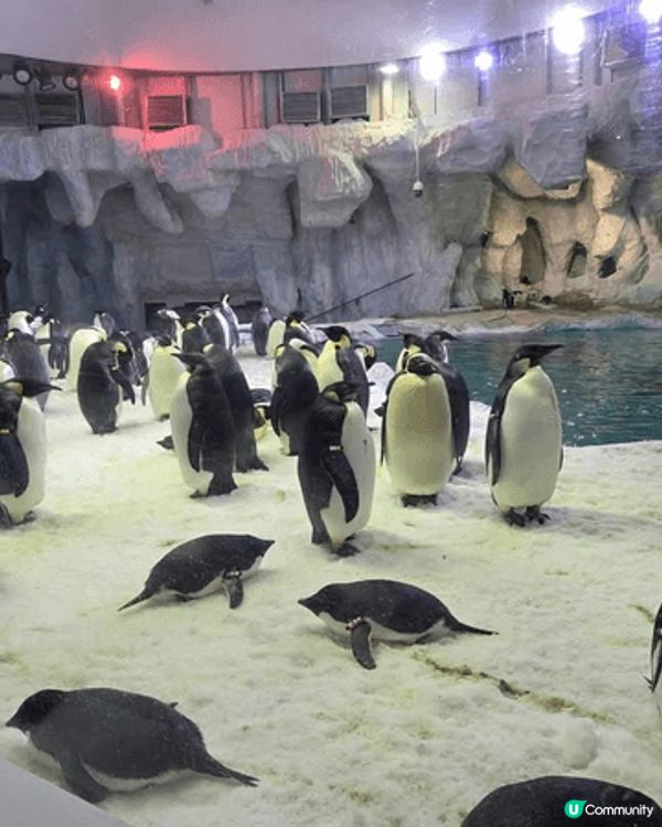 深圳野生動物園位於南山區西麗湖畔，有300多種近萬隻珍稀動物...