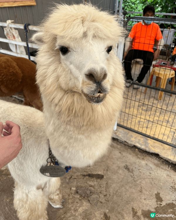 親子好去處嘅地方梗係要去戶外，而我就會推介去本土嘅菠蘿園，佢...