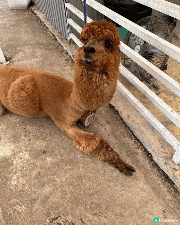 親子好去處嘅地方梗係要去戶外，而我就會推介去本土嘅菠蘿園，佢...