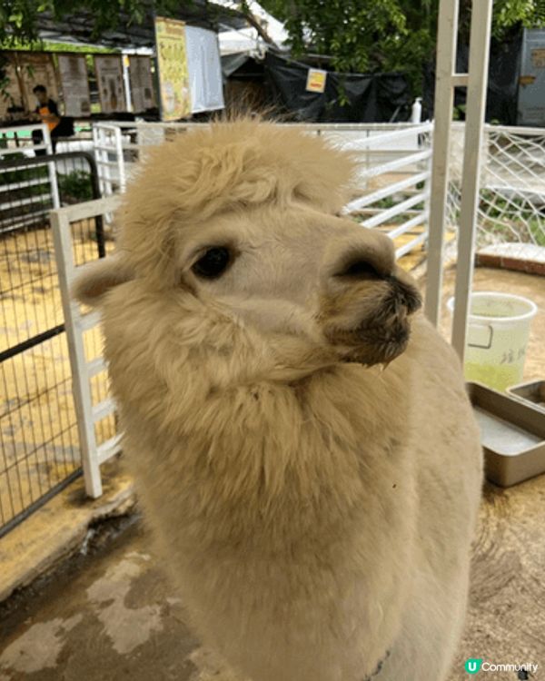 親子好去處嘅地方梗係要去戶外，而我就會推介去本土嘅菠蘿園，佢...