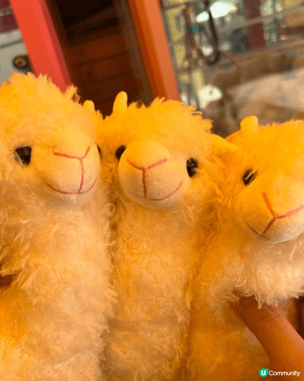 親子好去處嘅地方梗係要去戶外，而我就會推介去本土嘅菠蘿園，佢...