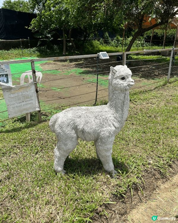 親子好去處嘅地方梗係要去戶外，而我就會推介去本土嘅菠蘿園，佢...