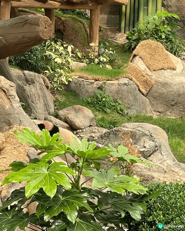 生日當天見證著兩隻熊貓德德同盈盈一家團聚，歡樂無價 #社群三...