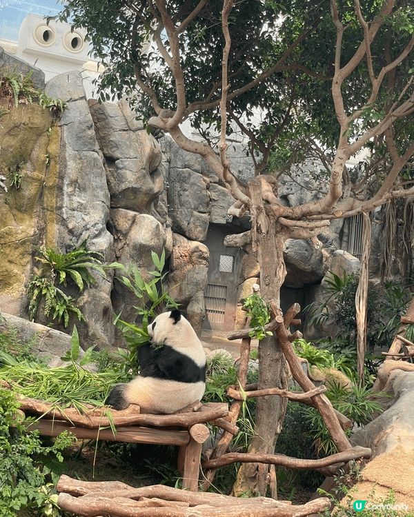 生日當天見證著兩隻熊貓德德同盈盈一家團聚，歡樂無價 #社群三...