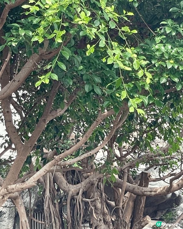 生日當天見證著兩隻熊貓德德同盈盈一家團聚，歡樂無價 #社群三...