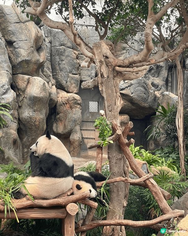 生日當天見證著兩隻熊貓德德同盈盈一家團聚，歡樂無價 #社群三...