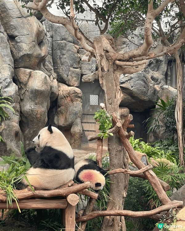 生日當天見證著兩隻熊貓德德同盈盈一家團聚，歡樂無價 #社群三...