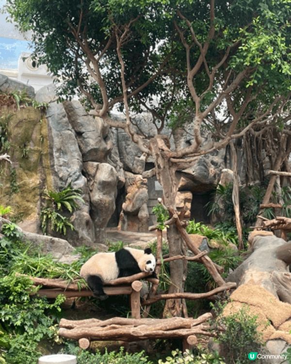 生日當天見證著兩隻熊貓德德同盈盈一家團聚，歡樂無價 #社群三...