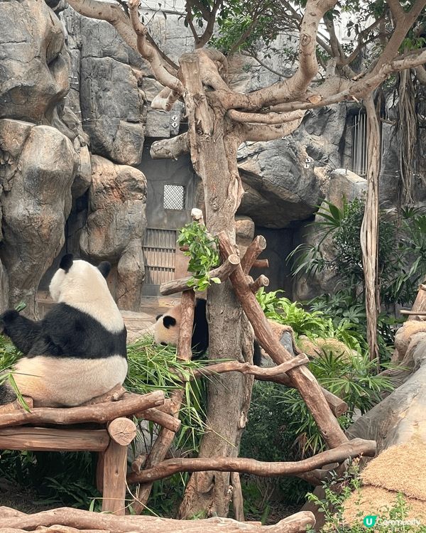 生日當天見證著兩隻熊貓德德同盈盈一家團聚，歡樂無價 #社群三...