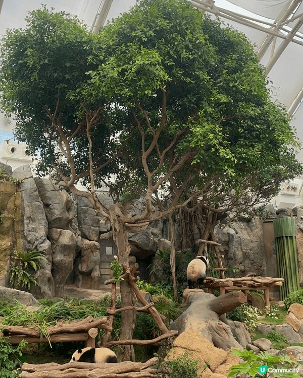 生日當天見證著兩隻熊貓德德同盈盈一家團聚，歡樂無價 #社群三...