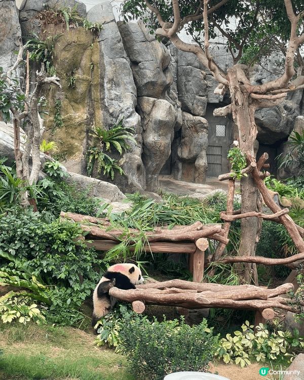 生日當天見證著兩隻熊貓德德同盈盈一家團聚，歡樂無價 #社群三...